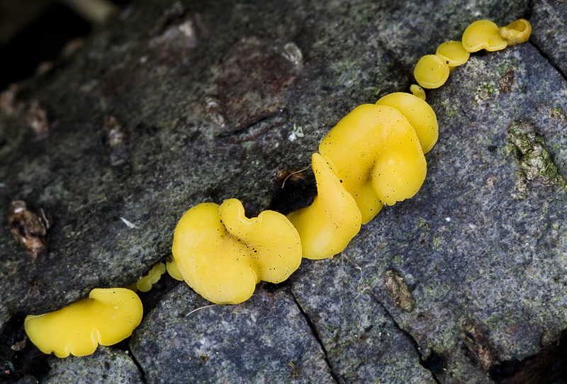 Hymenosycphus virgultorum